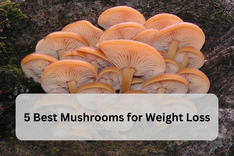 5 Best Mushrooms for Weight Loss